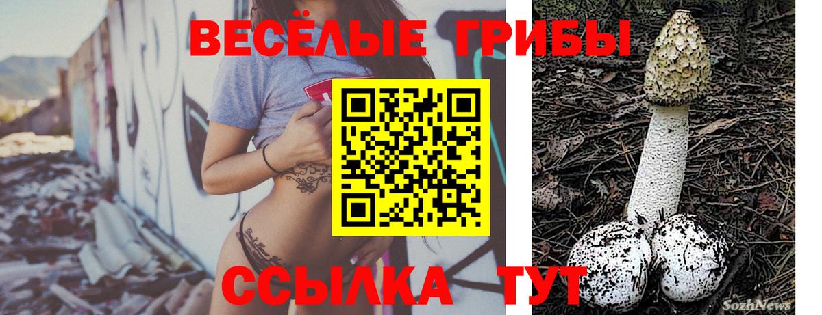Галлюциногенные грибы Psilocybine cubensis Малгобек